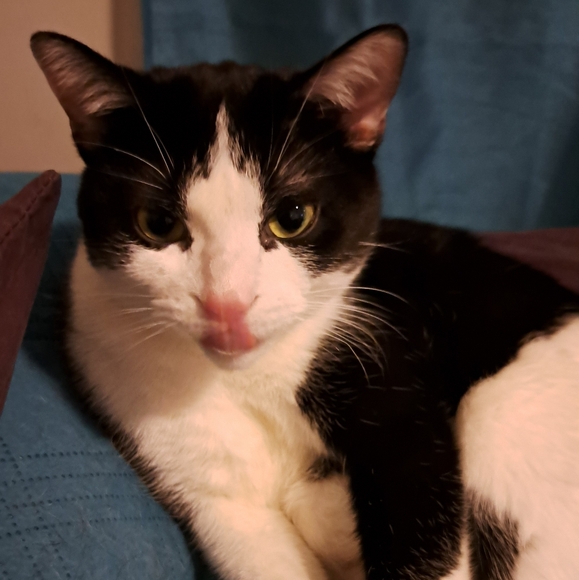 Meet your Posher, Tee - Picture 2 of 2